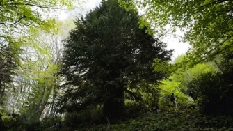 4116 yaşında Anıt Porsuk Ağacını Ziyaret Et